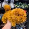 Wizarding World of Harry Potter Universal Studios Parks 2026 Hermione Granger's Pet Cat Crookshanks Plush